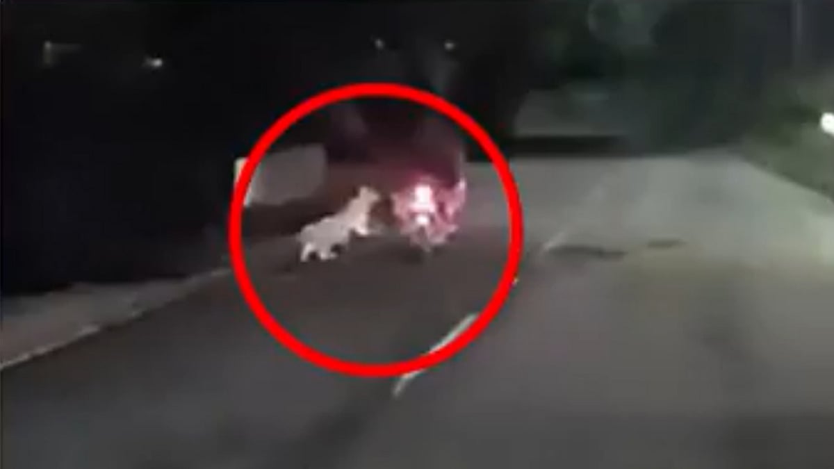 Tirumala: ತಿರುಮಲ ಬೆಟ್ಟದಲ್ಲಿ ಬೈಕ್ ಸವಾರನ ಮೇಲೆ ಚಿರತೆ ದಾಳಿ, Video Viral