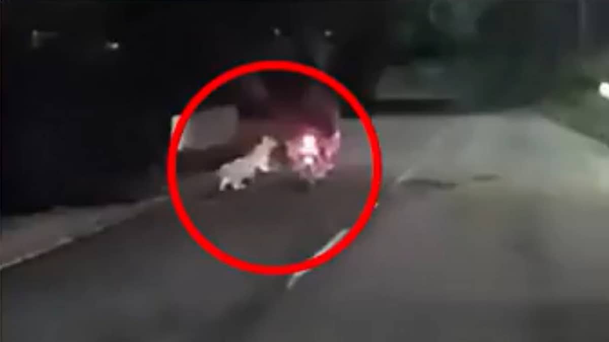 Tirumala: ತಿರುಮಲ ಬೆಟ್ಟದಲ್ಲಿ ಬೈಕ್ ಸವಾರನ ಮೇಲೆ ಚಿರತೆ ದಾಳಿ, Video Viral