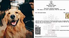 'ಡಾಗ್ ಬಾಬು s/o ಕುಟ್ಟ ಬಾಬು': ನಾಯಿಗೂ ನಿವಾಸಿ ಪ್ರಮಾಣಪತ್ರ!; ಬಿಹಾರ ಅಧಿಕಾರಿಗಳ ನಿರ್ಲಕ್ಷ್ಯಕ್ಕೆ ನೆಟ್ಟಿಗರು ಸಿಡಿಮಿಡಿ