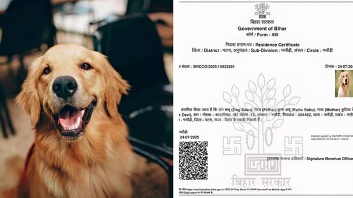'ಡಾಗ್ ಬಾಬು s/o ಕುಟ್ಟ ಬಾಬು': ನಾಯಿಗೂ ನಿವಾಸಿ ಪ್ರಮಾಣಪತ್ರ!; ಬಿಹಾರ ಅಧಿಕಾರಿಗಳ ನಿರ್ಲಕ್ಷ್ಯಕ್ಕೆ ನೆಟ್ಟಿಗರು ಸಿಡಿಮಿಡಿ