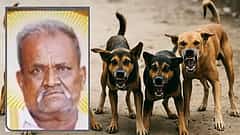 Stray Dogs: 68 ವರ್ಷದ ವೃದ್ಧನ ಕಚ್ಚಿಕೊಂದ ಬೀದಿ ನಾಯಿಗಳು; 1 ಲಕ್ಷ ರೂ ಪರಿಹಾರ ಘೋಷಿಸಿದ BBMP