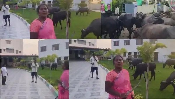 Telangana: ಶೆಡ್ ಧ್ವಂಸ; ರೊಚ್ಚಿಗೆದ್ದ ರೈತ ದಂಪತಿ; ಕಾಂಗ್ರೆಸ್ MLA ಕಚೇರಿಯಲ್ಲಿ ಎಮ್ಮೆ ಕಟ್ಟಿಹಾಕಿ ಆಕ್ರೋಶ! Video
