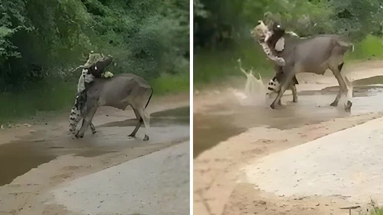 ಕರುವಿನ ಮೇಲೆ ಎಗರಿದ ಚಿರತೆ; ಗೋಮಾತೆ ಮಾಡಿದ್ದೇನು! Video ನೋಡಿ..