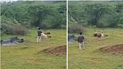 ಗುಜರಾತ್: ವಿಡಿಯೋಗಾಗಿ ಮೊಬೈಲ್ ಹಿಡಿದು ಸಿಂಹದ ಬಳಿ ಹೋದವನ ಕಥೆ ಏನಾಯ್ತು! ನೀವೇ ನೋಡಿ; Video