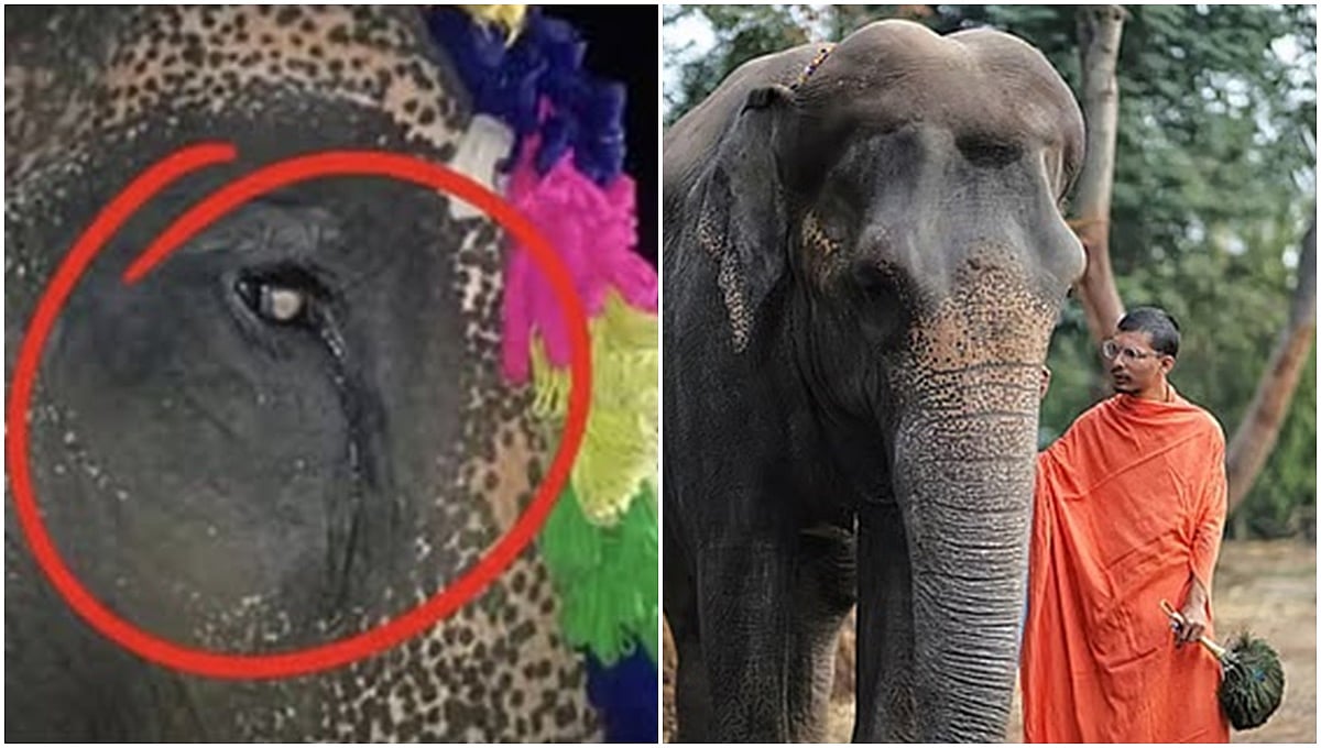 ಮಾಧುರಿ ಆನೆಗಾಗಿ ಕರ್ನಾಟಕ-ಮಹಾರಾಷ್ಟ್ರದಲ್ಲಿ ಭುಗಿಲೆದ್ದ ಆಕ್ರೋಶ: ಸುಪ್ರೀಂ ಕೋರ್ಟ್ ಎಂಟ್ರಿ; ಫಡ್ನವೀಸ್ ದಿಢೀರ್ ಸಭೆ!