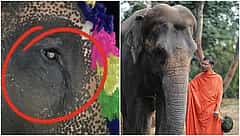 ಮಾಧುರಿ ಆನೆಗಾಗಿ ಕರ್ನಾಟಕ-ಮಹಾರಾಷ್ಟ್ರದಲ್ಲಿ ಭುಗಿಲೆದ್ದ ಆಕ್ರೋಶ: ಸುಪ್ರೀಂ ಕೋರ್ಟ್ ಎಂಟ್ರಿ; ಫಡ್ನವೀಸ್ ದಿಢೀರ್ ಸಭೆ!