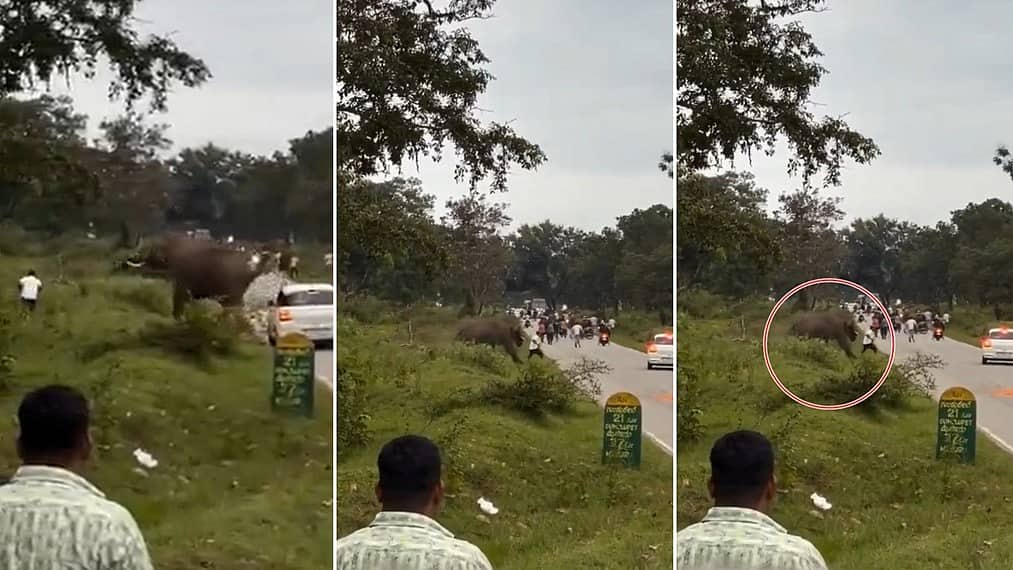 ಬಂಡೀಪುರ: ಸೆಲ್ಫೀ ಕ್ಲಿಕ್ಕಿಸಿಕೊಳ್ಳಲು ಮುಂದಾದ ಪ್ರವಾಸಿಗನ ಅಟ್ಟಾಡಿಸಿದ ಕಾಡಾನೆ; Video