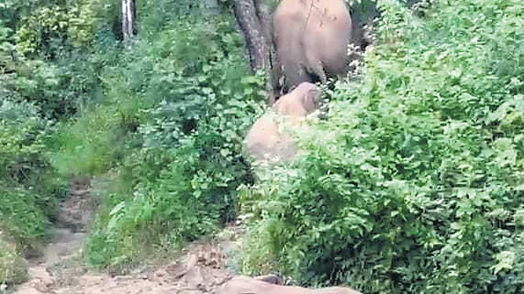 ಕೊಡಗು ಜಿಲ್ಲೆಯಲ್ಲಿ ಕಾಡಾನೆಗಳ ಉಪಟಳ: ಎಸ್ಟೇಟ್ ಬಳಿ ಆನೆ ಹಿಂಡು ಪ್ರತ್ಯಕ್ಷ; ಜನರಲ್ಲಿ ಹೆಚ್ಚಿದ ಆತಂಕ