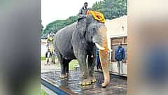 ಅಭಿಮನ್ಯು ಇಲ್ಲದ ದಸರಾ; ಈ ಬಾರಿ ಅಂಬಾರಿ ಹೊರೋದ್ಯಾರು?