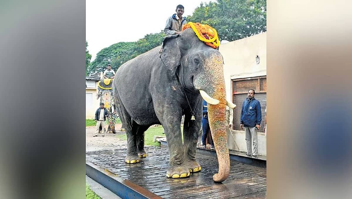 ಮೈಸೂರು ದಸರಾ ಸಿದ್ಧತೆ: 5,465 ಕೆಜಿ ತೂಗಿದ 'ಬಲ ಭೀಮ'; ಅಂಬಾರಿ ಹೊರುವ ಅಜಾನುಬಾಹು 'ಅಭಿಮನ್ಯು' 5.36 ಟನ್!