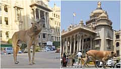 ವಿಧಾನಸಭೆಯಲ್ಲಿ ಬೀದಿ ನಾಯಿಗಳ ಕಾಟದ ಬಗ್ಗೆ ಬಿಸಿಬಿಸಿ ಚರ್ಚೆ: ರಾಜ್ಯದಲ್ಲೂ ಸುಪ್ರೀಂ ಕೋರ್ಟ್ ನಿರ್ದೇಶನ  ಪಾಲಿಸುವಂತೆ ಪ್ರತಿಪಕ್ಷಗಳ ಆಗ್ರಹ