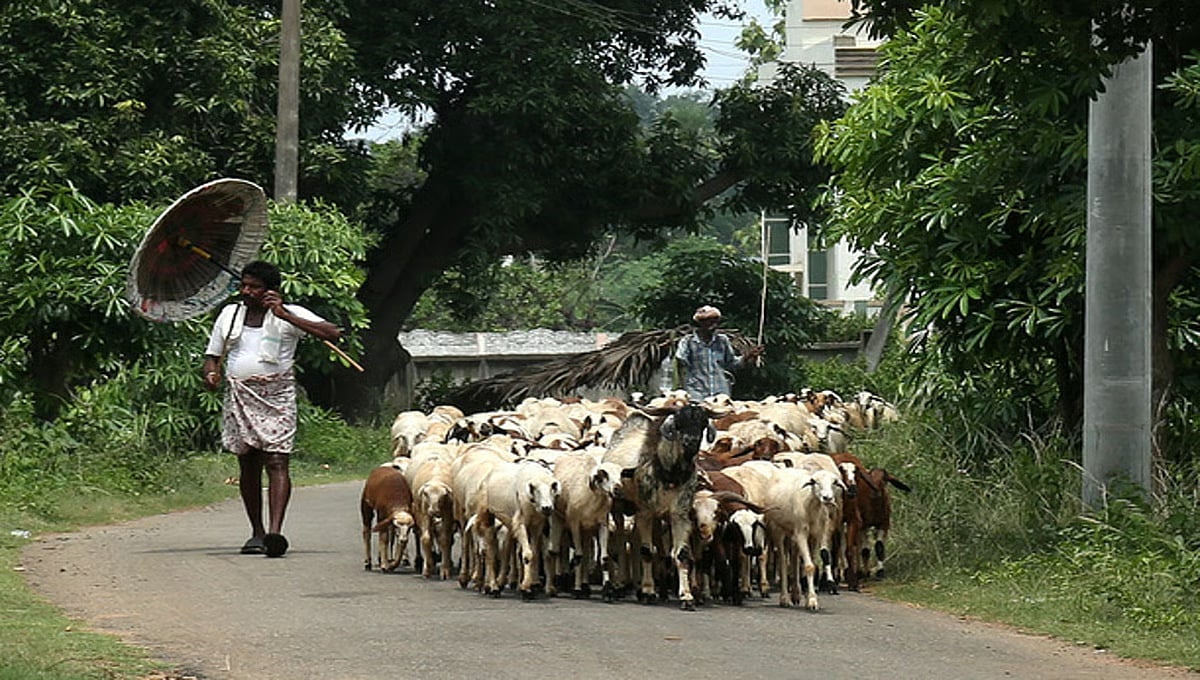 ಕುರಿಗಾಹಿಗಳ ನಡೆ ವಿಧಾನಸೌಧದ ಕಡೆ: ಆಗಸ್ಟ್ 19 ರಂದು ಬೆಂಗಳೂರಿನ ಫ್ರೀಡಂ ಪಾರ್ಕ್ ನಲ್ಲಿ ಪ್ರತಿಭಟನೆ