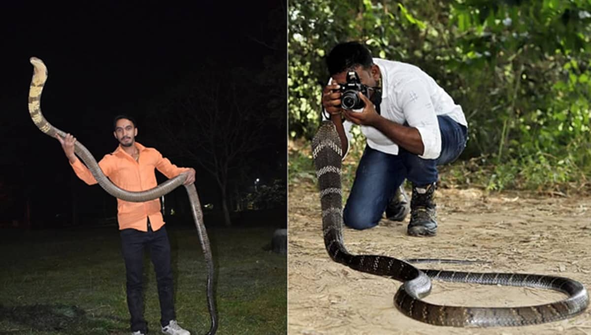 'ಕಾಳಿಂಗ ಸರ್ಪ'ದ ಜೊತೆ ಫೋಟೋಗೆ 4 ಸಾವಿರ ರೂ: ದಂಧೆ ಭೇದಿಸಿದ ಅರಣ್ಯ ಇಲಾಖೆ; ಮಹಾರಾಷ್ಟ್ರದ ಇಬ್ಬರ ವಿರುದ್ಧ ಪ್ರಕರಣ ದಾಖಲು