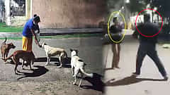 38 ಸೆಕೆಂಡ್ ನಲ್ಲಿ ಯುವತಿಗೆ 8 ಬಾರಿ ಕಪಾಳ ಮೋಕ್ಷ! ಕಾರಣ Stray Dogs