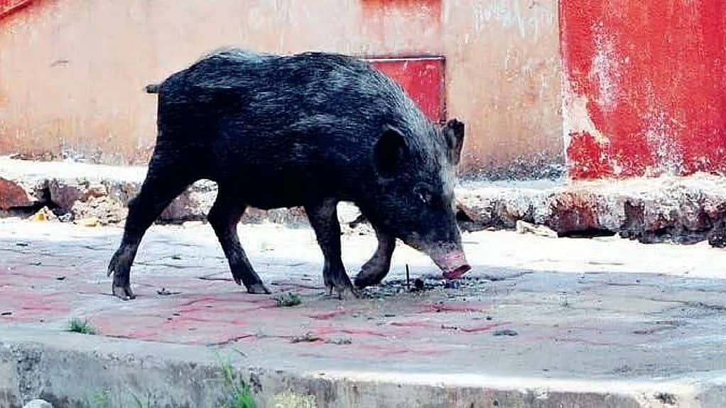 ಚಿಕ್ಕಬಳ್ಳಾಪುರ: ಆಫ್ರಿಕನ್ ಹಂದಿ ಜ್ವರ; ಸತ್ತ 50-60 ಹಂದಿಗಳನ್ನು ಕೆರೆಗೆ ಎಸೆದ ಫಾರ್ಮ್ ಮಾಲೀಕ!