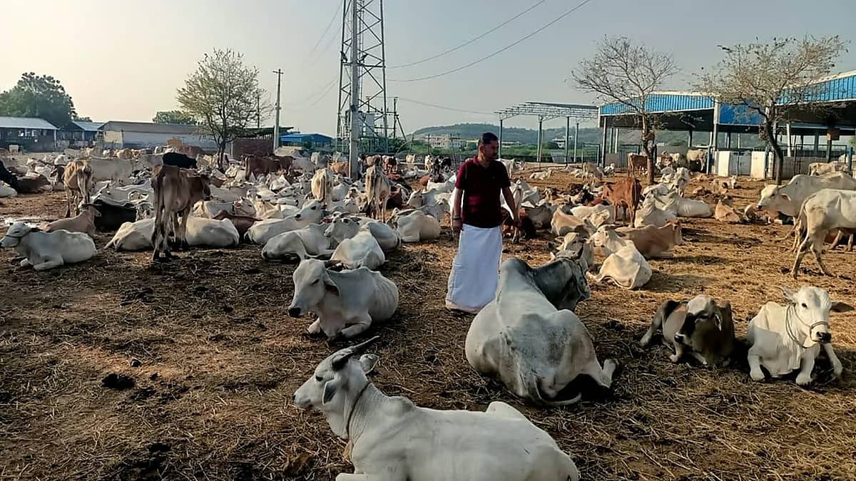 ಬೆಂಗಳೂರು ಸುತ್ತಮುತ್ತಲಿನ ಜಾನುವಾರುಗಳಿಗೆ ಕಿವಿ ಸೋಂಕು: ಹಾಲಿನ ಉತ್ಪಾದನೆಯಲ್ಲಿ ಕುಸಿತ, ಹೈನುಗಾರರಲ್ಲಿ ಆತಂಕ