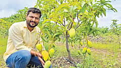 ವಿಜಯಪುರ: 'ಥೈಲ್ಯಾಂಡ್ ಮಾವಿನ ತಳಿ' ಬೆಳೆದು ವರ್ಷವಿಡೀ ಆದಾಯ ಗಳಿಕೆ; ರೈತ ನವೀನ್ ಯಶೋಗಾಥೆ!