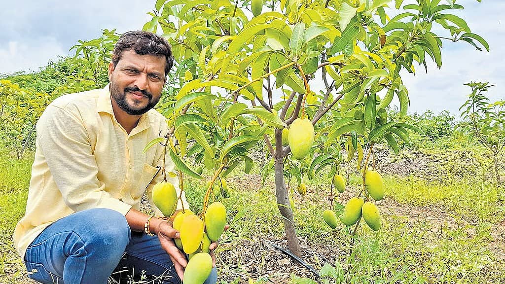ವಿಜಯಪುರ: 'ಥೈಲ್ಯಾಂಡ್ ಮಾವಿನ ತಳಿ' ಬೆಳೆದು ವರ್ಷವಿಡೀ ಆದಾಯ ಗಳಿಕೆ; ರೈತ ನವೀನ್ ಯಶೋಗಾಥೆ!