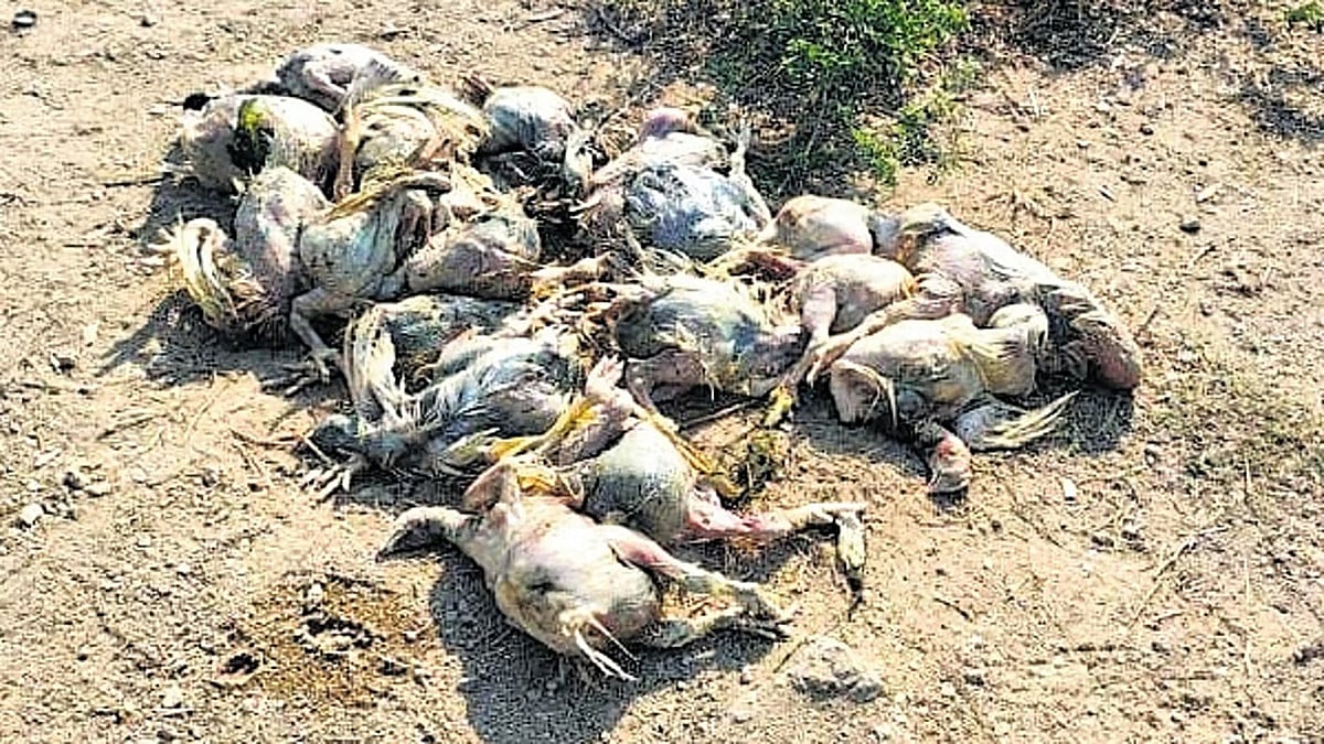ಕೊಪ್ಪಳ: ನಿಗೂಢ ರೋಗದಿಂದ ಸಾವಿರಾರು ಕೋಳಿಗಳು ಸಾವು; ಬಯಲಿನಲ್ಲೇ ಬಿಸಾಡುತ್ತಿರುವ ಮಾಲೀಕರು!