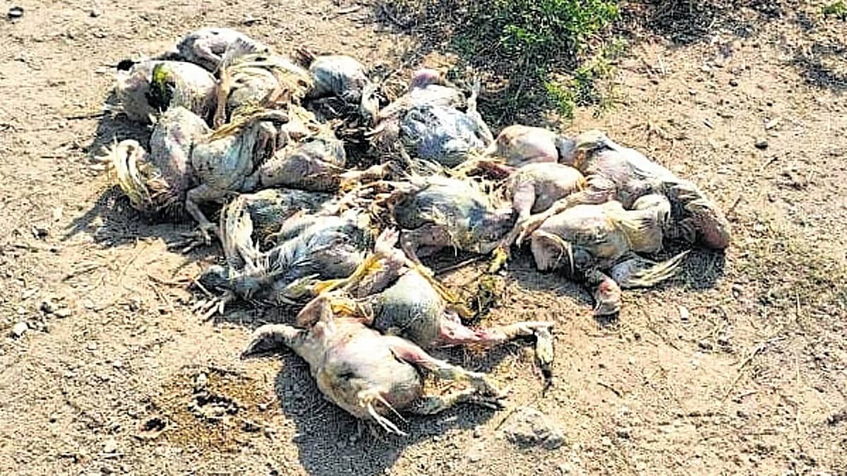 ಕೊಪ್ಪಳ: ನಿಗೂಢ ರೋಗದಿಂದ ಸಾವಿರಾರು ಕೋಳಿಗಳು ಸಾವು; ಬಯಲಿನಲ್ಲೇ ಬಿಸಾಡುತ್ತಿರುವ ಮಾಲೀಕರು!