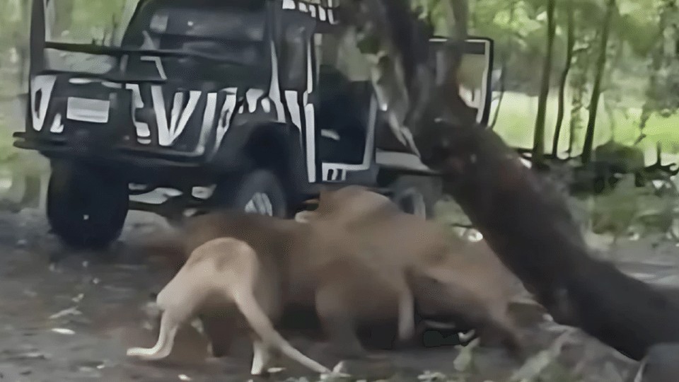 Thailand safari park: ಜೀಪ್ ನಿಂದ ಇಳಿದ ಸಿಬ್ಬಂದಿಯನ್ನೇ ಎಳೆದು ತಿಂದ ಸಿಂಹಗಳು! Video