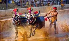 ಕರಾವಳಿ ಜಾನಪದ ಕ್ರೀಡೆ 'ಕಂಬಳ': ರಾಜ್ಯ ಕ್ರೀಡೆ ಮಾನ್ಯತೆ ನೀಡಲು ಸರ್ಕಾರ ನಿರ್ಧಾರ