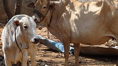 ಮಂಗಳೂರು: ನವರಾತ್ರಿ ಮೊದಲ ದಿನವೇ ಅಕ್ರಮ ಗೋಹತ್ಯೆ ಗುಂಪಿನ ಮೇಲೆ ಪೊಲೀಸ್ ದಾಳಿ, 9 ಗೋವುಗಳ ರಕ್ಷಣೆ