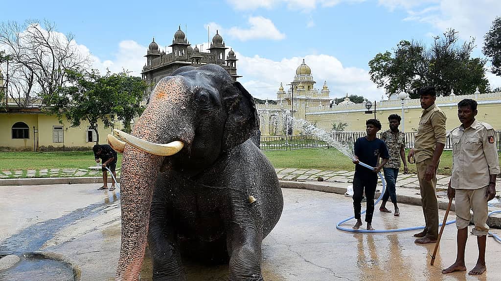 ದಸರಾ ಮೆರವಣಿಗೆ: ಶಿಬಿರದ ಆನೆಗಳಿಗೆ ಬೇಡಿಕೆ ಹೆಚ್ಚಳ; ರೊಬೊಟಿಕ್ ಆನೆ ಬಳಕೆಗೆ ಅರಣ್ಯ ಇಲಾಖೆ ಚಿಂತನೆ..!