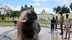 ದಸರಾ ಮೆರವಣಿಗೆ: ಶಿಬಿರದ ಆನೆಗಳಿಗೆ ಬೇಡಿಕೆ ಹೆಚ್ಚಳ; ರೊಬೊಟಿಕ್ ಆನೆ ಬಳಕೆಗೆ ಅರಣ್ಯ ಇಲಾಖೆ ಚಿಂತನೆ..!