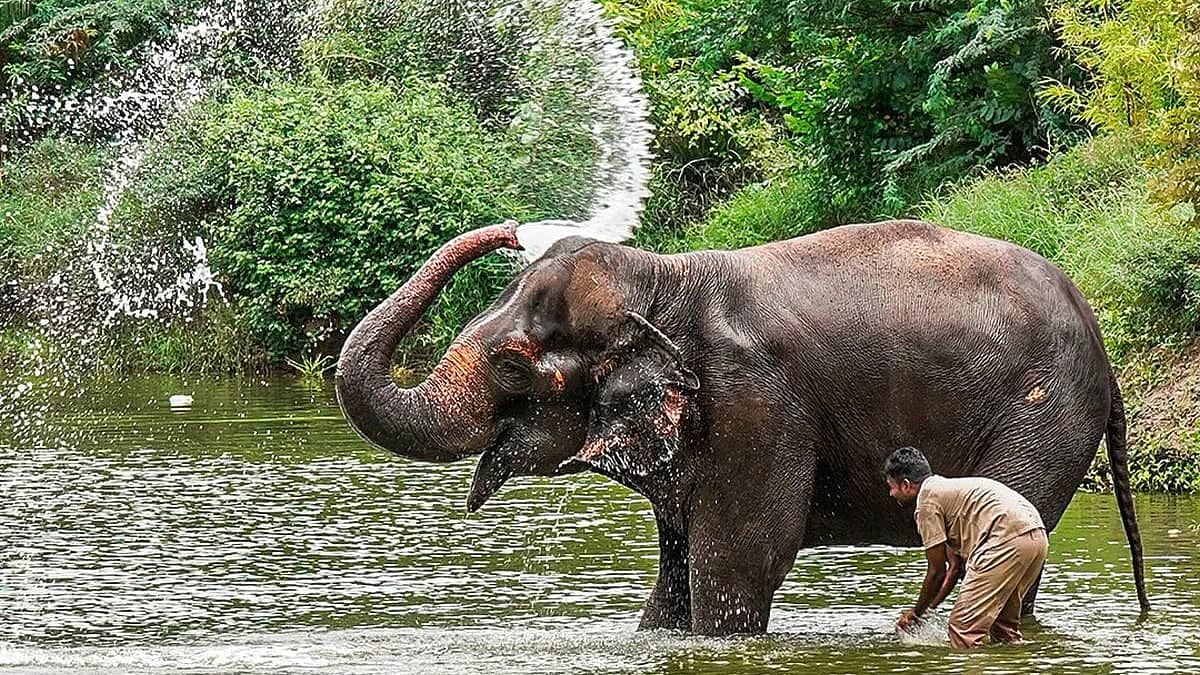 Elephant stolen: ಜಾರ್ಖಂಡ್ನಿಂದ 'ಕಳುವಾಗಿದ್ದ ಹೆಣ್ಣಾನೆ' ಬಿಹಾರದಲ್ಲಿ ಪತ್ತೆ! ಸಿಕ್ಕಿದ್ದು ಹೇಗೆ ಗೊತ್ತಾ?