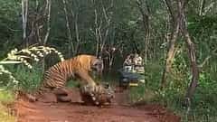 Ranthambore: 'ಇದು ನನ್ನದು, ಇಲ್ಲ ನನ್ನದು'; ದಟ್ಟ ಅರಣ್ಯದಲ್ಲಿ ಅಮ್ಮ-ಮಗಳ ಬಿಗ್ ಫೈಟ್! ದಂಗಾದ ಪ್ರವಾಸಿಗರು, ಅಪರೂಪದ Video
