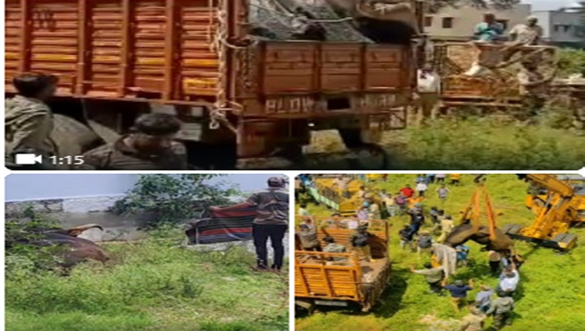 ಹಾಸನ: ಚನ್ನರಾಯಪಟ್ಟಣದಲ್ಲಿ ಆತಂಕ ಸೃಷ್ಟಿಸಿದ 'ಕಾಡುಕೋಣ' ಕಡೆಗೂ ಸೆರೆ!