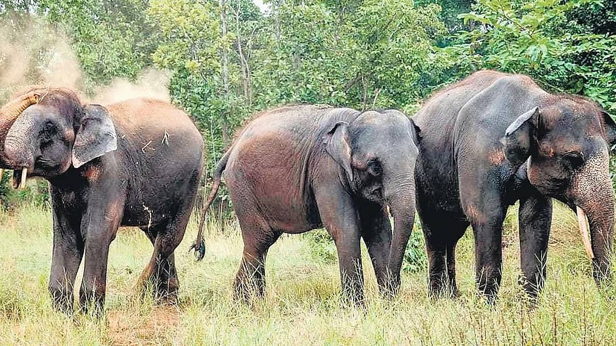 DNA ಆಧಾರಿತ ಆನೆಗಳ ಸಮೀಕ್ಷೆ ವರದಿ ಪ್ರಕಟ: ಪಶ್ಚಿಮ ಘಟ್ಟಗಳಲ್ಲಿವೆ ಅತಿ ಹೆಚ್ಚು ಆರೋಗ್ಯಕರ ಆನೆಗಳು!
