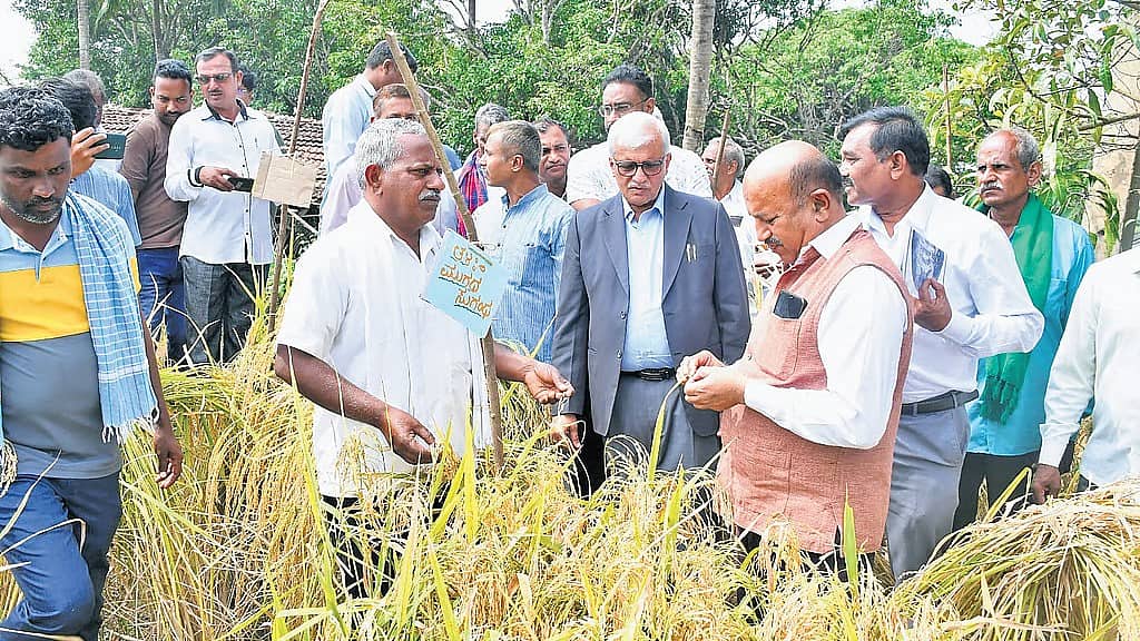 Belagavi: ದನ ಕಾಯುತ್ತಿದ್ದವ ಈಗ 260 ದೇಶಿಯ ಭತ್ತದ ತಳಿಗಳ ಸಂರಕ್ಷಕ! ಮೌನ ಕ್ರಾಂತಿಯ ರೈತ ಶಂಕರ್ ಲಂಗಟಿ ಯಶೋಗಾಥೆ!
