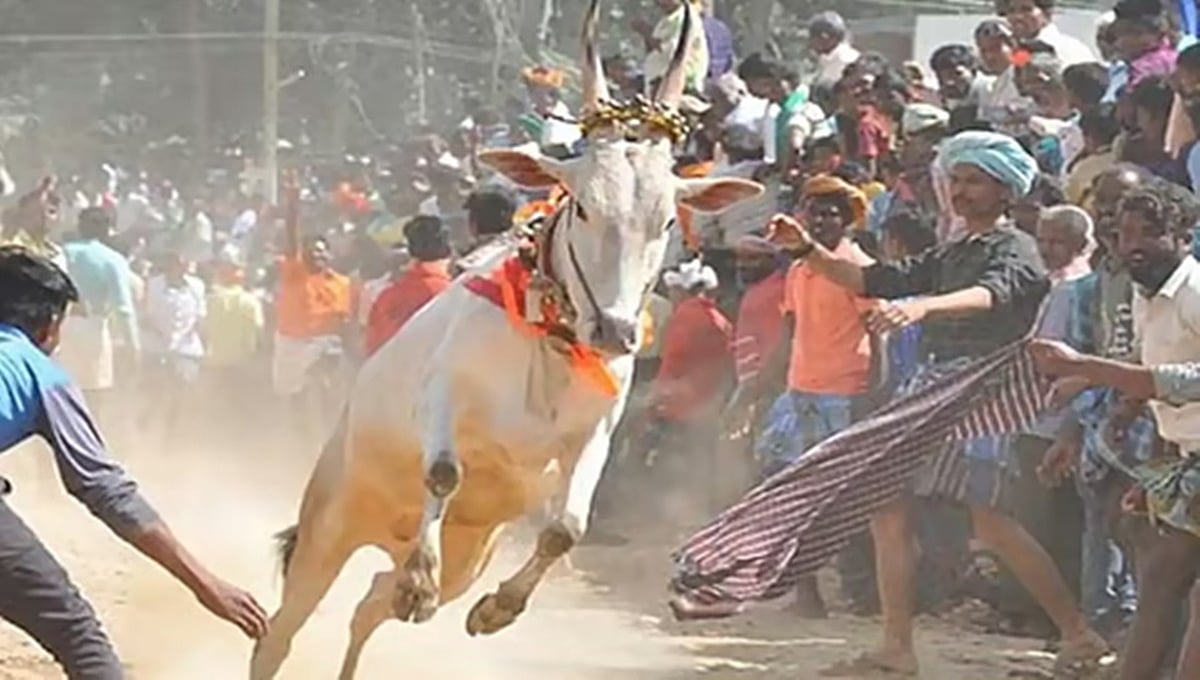 ಹಾವೇರಿ ವೀರಭದ್ರೇಶ್ವರ ದೇವಸ್ಥಾನದಲ್ಲಿ ಹೋರಿ ಬೆದರಿಸುವ ಸ್ಪರ್ಧೆ: ಹೋರಿ ಗುದ್ದಿ ಮೂವರು ಸಾವು