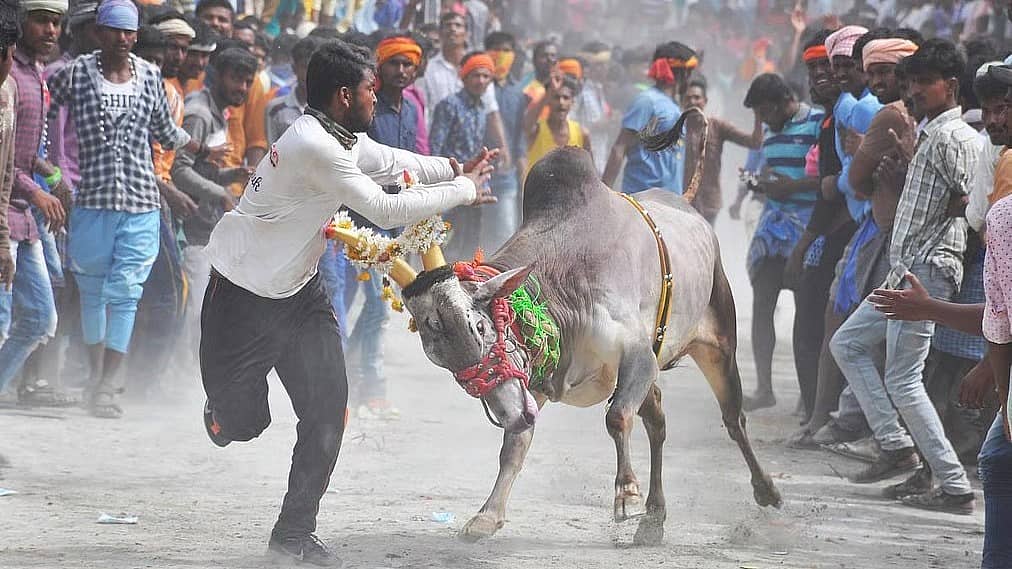ದೀಪಾವಳಿ ಪ್ರಯುಕ್ತ ಹೋರಿ ಬೆದರಿಸುವ ಸ್ಪರ್ಧೆ: ಪ್ರತ್ಯೇಕ ಅವಘಡಗಳಲ್ಲಿ ನಾಲ್ವರ ಸಾವು