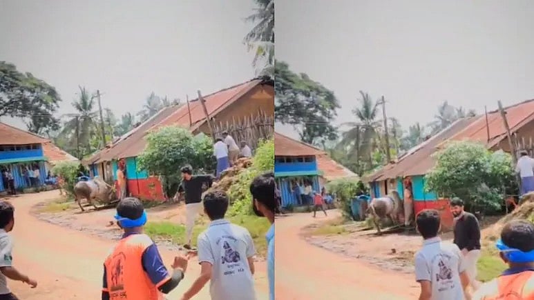 ಶಿವಮೊಗ್ಗ: ಹೋರಿ ಬೆದರಿಸುವ ಸ್ಪರ್ಧೆ; ಮಾಜಿ ಶಾಸಕನಿಗೆ ತಿವಿದ ಹೋರಿ! Video ವೈರಲ್