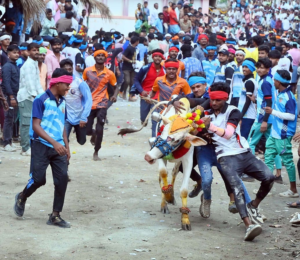 ಹಾವೇರಿಯಲ್ಲಿ ನಡೆದ ಕೊಬ್ರಿ ಹೋರಿ ಸ್ಪರ್ಧೆಯಲ್ಲಿ ಓಡುತ್ತಿರುವ ಹೋರಿಯನ್ನು ಪಳಗಿಸಲು ಯುವಕರು ಯತ್ನಿಸುತ್ತಿದ್ದಾರೆ.