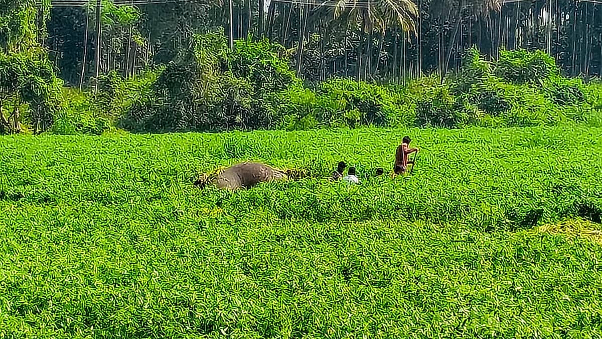 ಬೆಂಗಳೂರು ದಕ್ಷಿಣ: ಹಾರೋಬೆಲೆ ಡ್ಯಾಂ ಹಿನ್ನೀರಿನಲ್ಲಿ ಮುಳುಗಿ 2 ಕಾಡಾನೆ ಸಾವು
