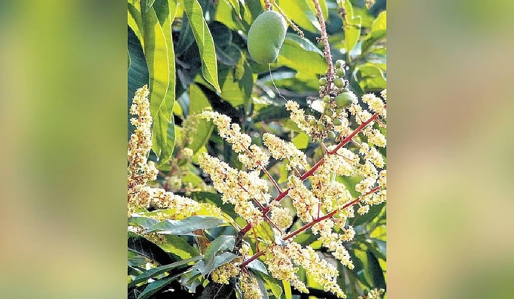 ಭಾರೀ ಮಳೆಯಿಂದ ಮಾವು ಹೂ ಬಿಡಲು ವಿಳಂಬ; ಕೊಯ್ಲು ತಡ, ಬೆಳೆಗಾರರಿಗೆ ಬೆಲೆ ಕುಸಿಯುವ ಭೀತಿ