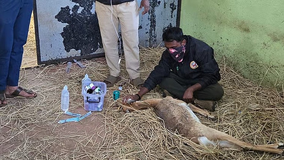 ಬೆಳಗಾವಿ ರಾಣಿ ಚೆನ್ನಮ್ಮ ಮೃಗಾಲಯದಲ್ಲಿ ಕೃಷ್ಣಮೃಗಗಳ ಸಾವು: ಸಂಖ್ಯೆ 31ಕ್ಕೆ ಏರಿಕೆ; ಆತಂಕದ ವಾತಾವರಣ!
