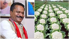 ಹೂಕೋಸು ಫೋಟೋ ಹಾಕಿ ಬಿಹಾರದ NDA ಗೆಲುವು ಸಂಭ್ರಮಿಸಿದ್ದೇಕೆ ಅಸ್ಸಾಂ ಬಿಜೆಪಿ ಸಚಿವ?: ಇದು ಅಶ್ಲೀಲ, ನಾಚಿಕೆಗೇಡಿನ ಪೋಸ್ಟ್- ಕಾಂಗ್ರೆಸ್ ಕೆಂಡ!