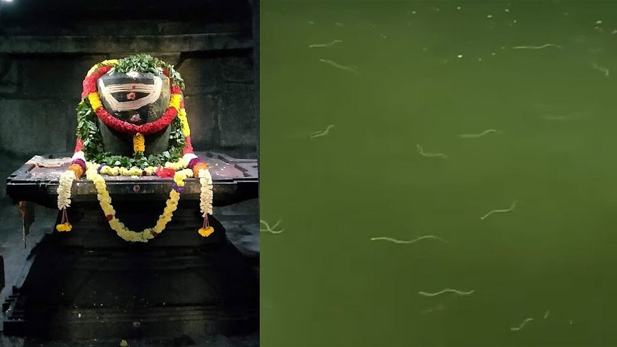 ಕಾರ್ತಿಕ ಮಾಸದ ಅಚ್ಚರಿ: ರಾಮಲಿಂಗೇಶ್ವರ ದೇಗುಲ ನದಿಯಲ್ಲಿ ನೂರಾರು ಹಾವುಗಳ ಪ್ರತ್ಯಕ್ಷ! ಶಿವನ ದರ್ಶನಕ್ಕೆ ಬಂದ ನಾಗಲೋಕ? Video