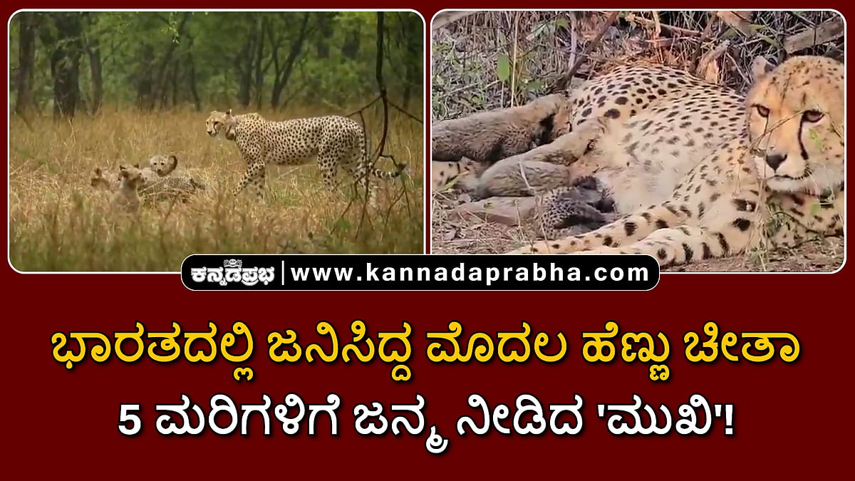 Watch | ಭಾರತದಲ್ಲಿ ಜನಿಸಿದ್ದ ಮೊದಲ ಹೆಣ್ಣು ಚೀತಾ; 5 ಮರಿಗಳಿಗೆ ಜನ್ಮ ನೀಡಿದ 'ಮುಖಿ'!