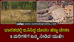 Watch | ಭಾರತದಲ್ಲಿ ಜನಿಸಿದ್ದ ಮೊದಲ ಹೆಣ್ಣು ಚೀತಾ; 5 ಮರಿಗಳಿಗೆ ಜನ್ಮ ನೀಡಿದ 'ಮುಖಿ'!