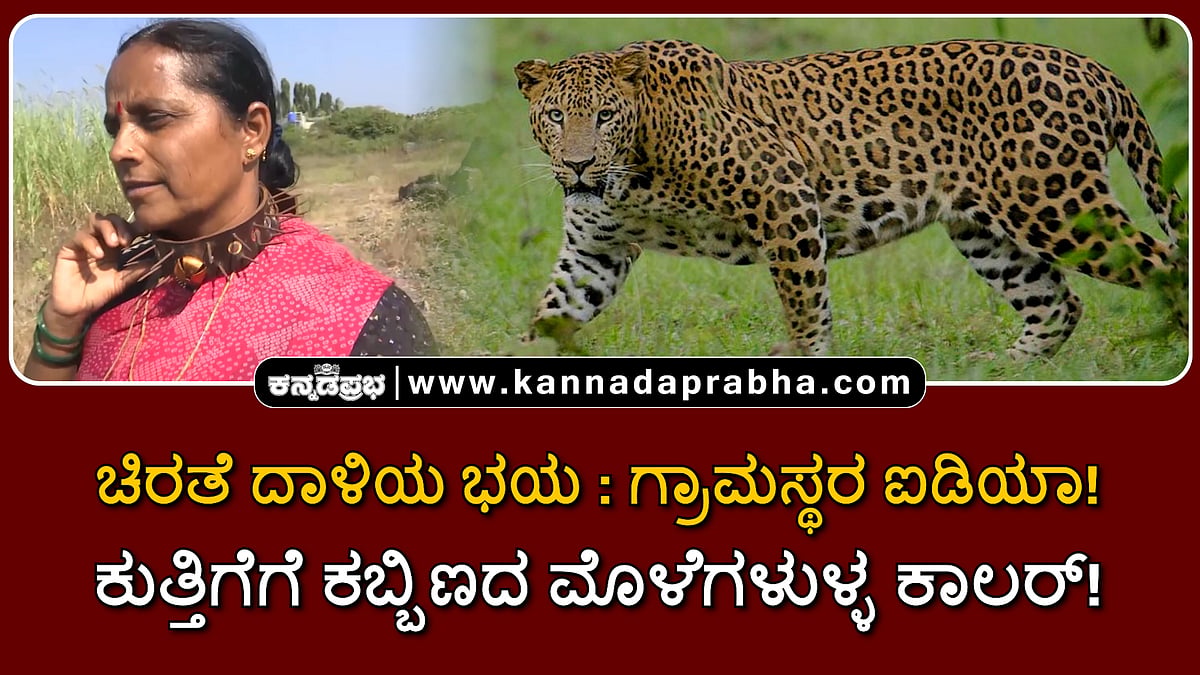 Watch | ಚಿರತೆ ದಾಳಿಯ ಭಯ:  ಗ್ರಾಮಸ್ಥರ ಐಡಿಯಾ! ಕುತ್ತಿಗೆಗೆ ಕಬ್ಬಿಣದ ಮೊಳೆಗಳುಳ್ಳ ಕಾಲರ್‌!