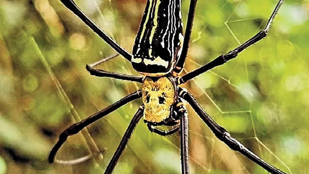 Nephila giant spider: ಗದಗ ಅರಣ್ಯದಲ್ಲಿ ನೆಫಿಲಾ ಜಾತಿಯ ದೈತ್ಯ ಜೇಡ ಪತ್ತೆ; ಹನುಮಂತನ ಹೆಸರಿಡುವಂತೆ ತಜ್ಞರ ಸೂಚನೆ