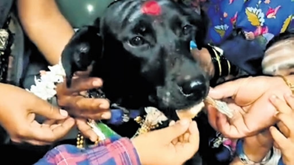 ಗರ್ಭಿಣಿ ಸಾಕು ನಾಯಿಗೆ ಸೀಮಂತ ನಡೆಸಿ ಸಂಭ್ರಮಿಸಿದ ಹಳಿಯಾಳ ದಂಪತಿ..!