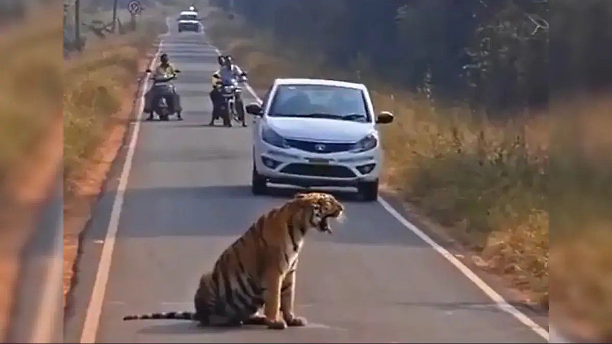 ಘರ್ಜಿಸುತ್ತಾ ರಸ್ತೆ ಮಧ್ಯೆ ಕುಳಿತ 'ಟೈಗರ್ ಬ್ಲಾಕ್ಸ್': ಪ್ರವಾಸಿಗರ ಉಸಿರು ಬಿಗಿಹಿಡಿದ ಕ್ಷಣ; Video ವೈರಲ್