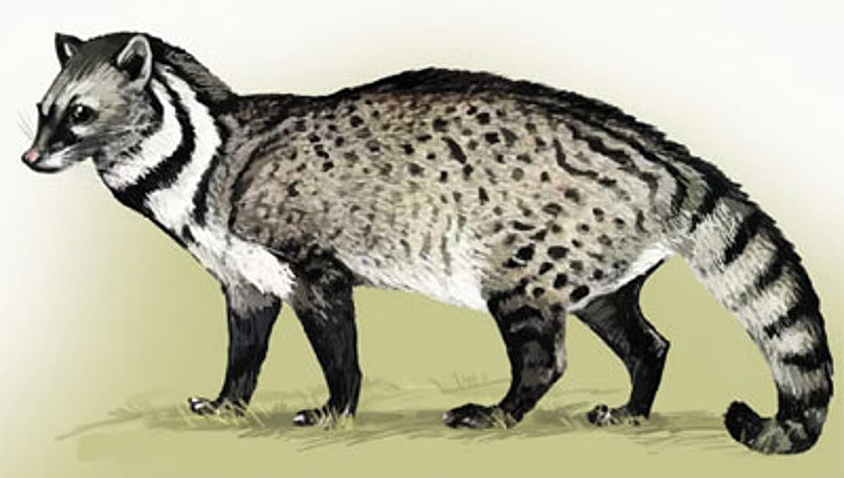 ಮಲಬಾರ್ ಸಿವೆಟ್